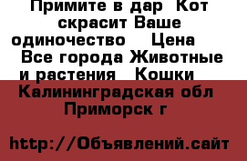 Примите в дар. Кот скрасит Ваше одиночество. › Цена ­ 0 - Все города Животные и растения » Кошки   . Калининградская обл.,Приморск г.